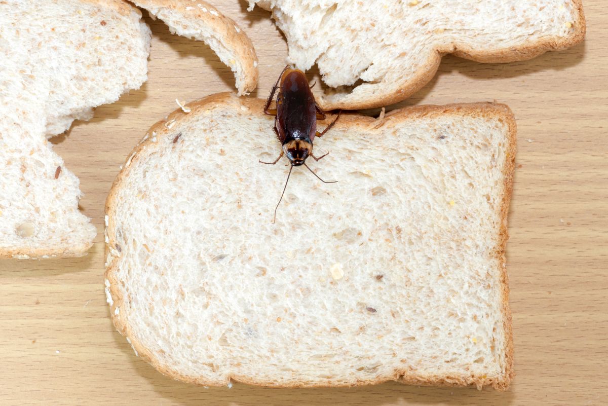 Un cafard dans un appartement