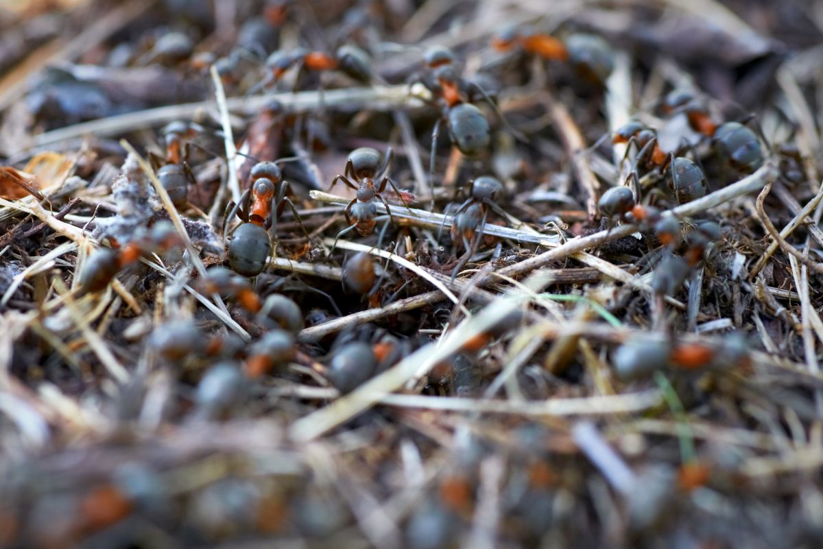 Colonie de fourmis rouge