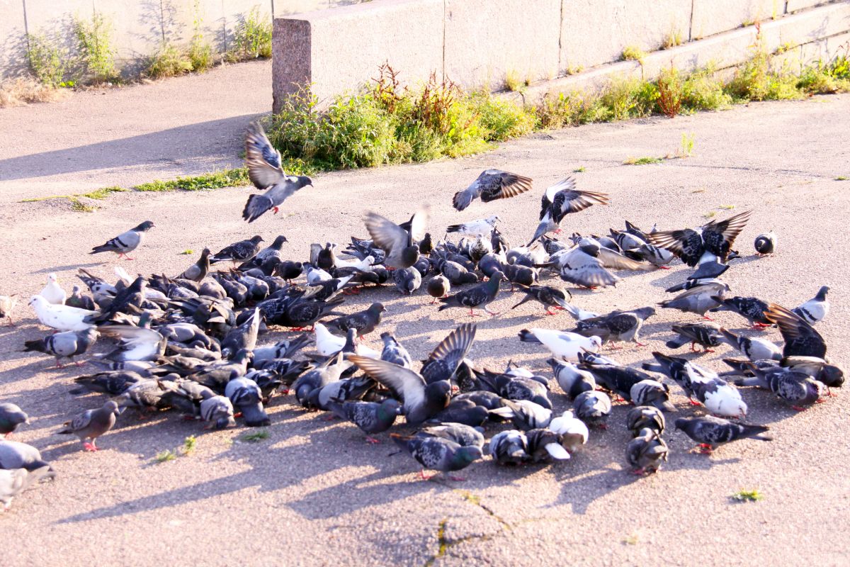 Groupe de pigeons